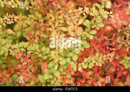 barberry berries on the bush in autumn Stock Photo