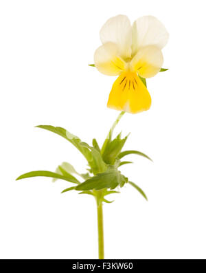 Pansy flower isolated on white Stock Photo