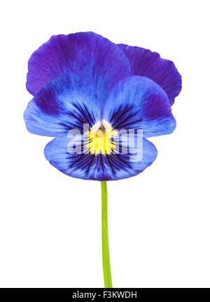 Violet flower isolated on white Stock Photo