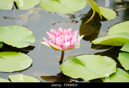Water lily in the pond Stock Photo