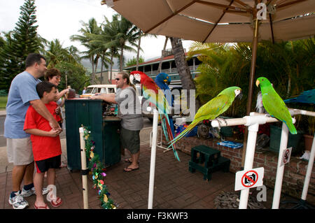 Parrots for take pictures with the tourists near the emblematic and ancient building Court and Prison of Lahaina. Maui. Hawaii. Stock Photo