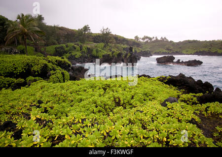 Wai'anapanapa State Park. A leafy location with sea caves and volcanic cliffs. Hana Highway. Maui. Hawaii. This is a great stop Stock Photo