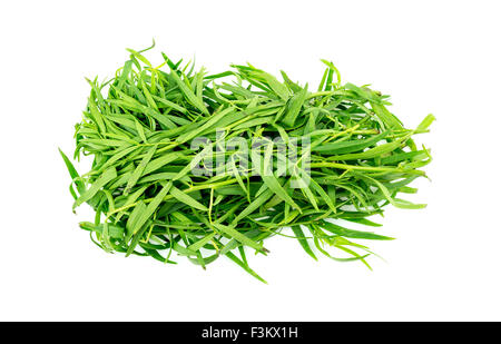 Bunch of tarragon herb leaves isolated on white Stock Photo