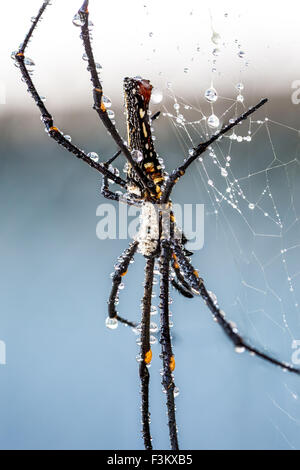 an spider wed whit an  golden silk orb-weaver spider whit waterdrops Stock Photo