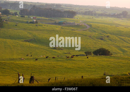 Cattle grazing in one of the many ranches near Waimea. Big Island. Hawaii. USA. Travel east, inland from the volcanic Kohala Coa Stock Photo