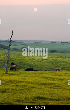 Cattle grazing in one of the many ranches near Waimea. Big Island. Hawaii. USA. Travel east, inland from the volcanic Kohala Coa Stock Photo