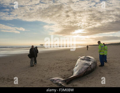 Hartlepool, UK. 9th October, 2015. The 18ft-long dead Minke Whale was washed ashore on Thursday (8th October) afternoon. Local authorites decide to wait until low tide on Friday 9th before trying to remove the Whale. Local press reports that It is thought the minke whale was caught up in lobster pots near Saltburn and has been drifting since the beginning of October after the body was cut free. Credit:  Alan Dawson News/Alamy Live News Stock Photo