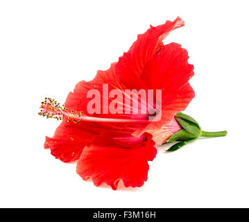 Beautiful red hibiscus flower isolated on white Stock Photo