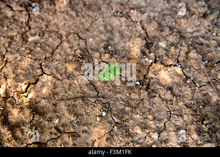 Single green plant growing in dry, cracked mud Stock Photo