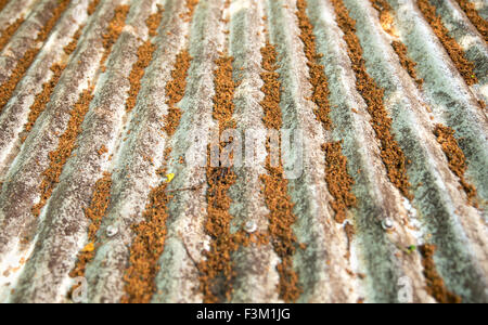 Old weathered tin roof with tropical orange tree grit in Sydney, Australia Stock Photo