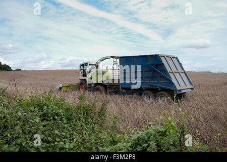 combine Harvester collecting poppy seeds Stock Photo