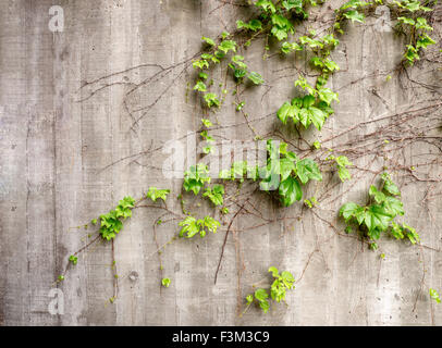 Lush green vines growing on side of weathered old concrete wall Stock Photo