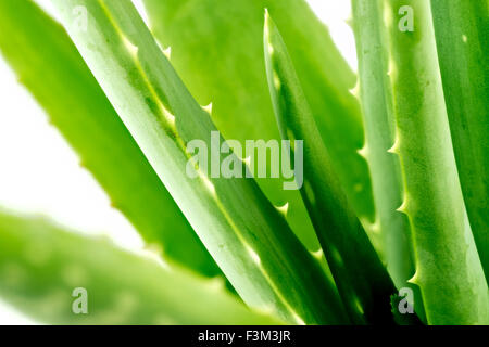 Macro background of freshly growing aloe vera plant Stock Photo