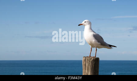 White and grey seagull standing on a wooden post  with a background of the horizon over the ocean Stock Photo