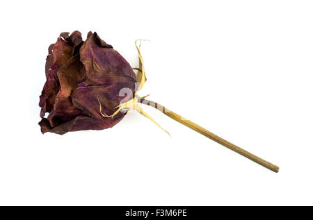 Single dead dried rose flower isolated on white Stock Photo