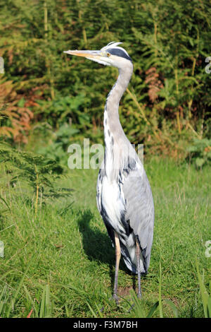 Bushy Park, SW London. 9th October 2015. A heron on high alert beside the Longford River in Bushy Park on a day of glorious sunshine in South East England with blue skies and temperatures reaching 16 degrees. Credit:  Julia Gavin UK/Alamy Live News