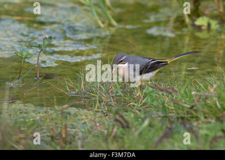 Female Grey Wagtail- Motacilla cinerea. Uk Stock Photo