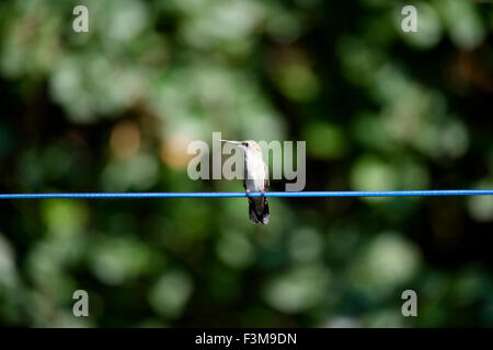 Female Ruby-Throated Hummingbird Perched on a Clothesline Stock Photo