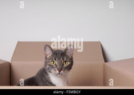cat in cardboard box Stock Photo