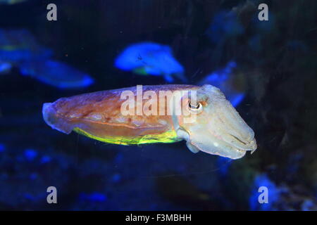 Cuttlefish (Sepia  esculenta) in Japan Stock Photo