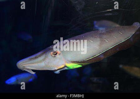 Cuttlefish (Sepia  esculenta) in Japan Stock Photo