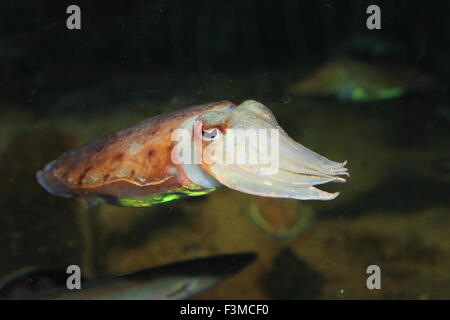 Cuttlefish (Sepia  esculenta) in Japan Stock Photo