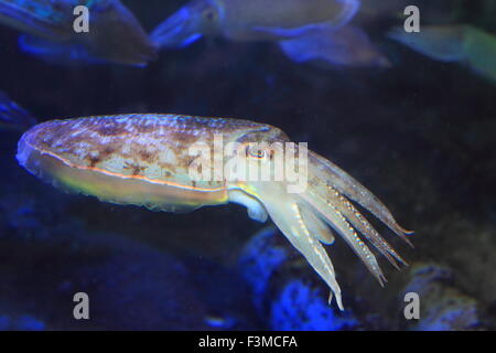 Cuttlefish (Sepia  esculenta) in Japan Stock Photo