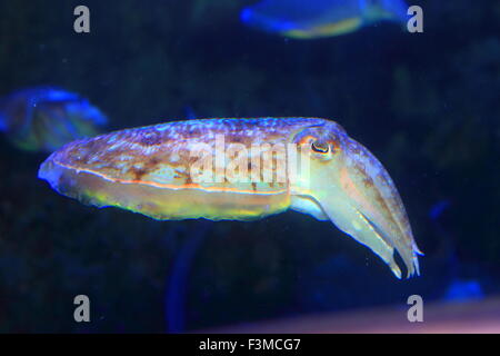 Cuttlefish (Sepia  esculenta) in Japan Stock Photo