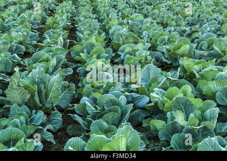 Cabbage field. Cultivation of cabbage in an open ground in the field. Selective focus. Stock Photo