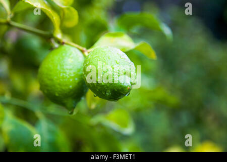 Fresh limes on a tree wet with raindrops Stock Photo