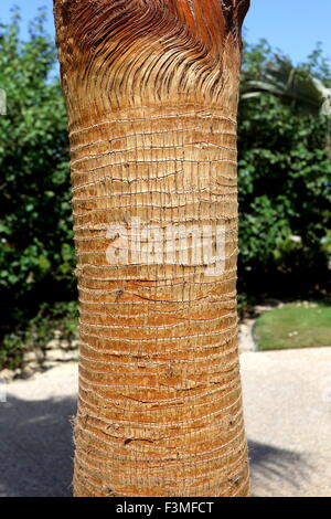 Trunk of an ornamental palm tree, Four Seasons Hotel, Kingdom of Bahrain Stock Photo