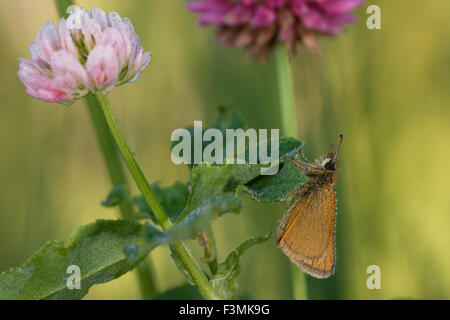 Dew-covered Garita skipperling, Oarisma garita, clinging in the early morning to a clover plant, Trifolium repens Stock Photo
