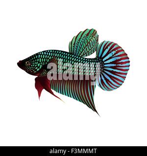 Fighting Fish On White Background, Vector Illustration. Stock Vector