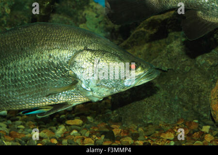 Japanese lates (Lates japonicus) in Japan Stock Photo