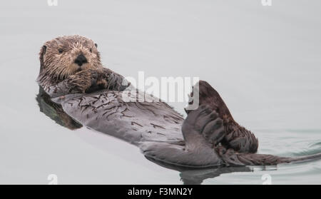 Sea otter (Enhydra lutris). Sea otters are one of the smallest of the Marine mammal family but one of the largest of the weasel