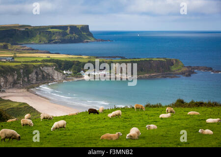 Sheep grazing above the village of Portbraddan and the north coast of County Antrim, Northern Ireland, UK Stock Photo