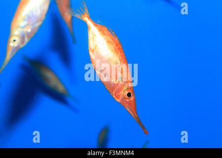 Pink Snipefish Longspine snipefish (Macroramphosus scolopax) in Japan Stock Photo - Alamy