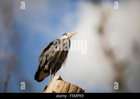 Great blue heron perched on a log. Stock Photo