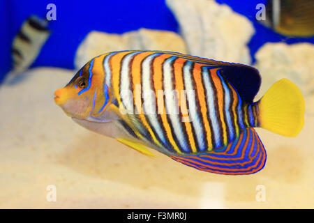 Royal Angelfish (regal angelfish) in a coral reef, Red Sea, Egypt