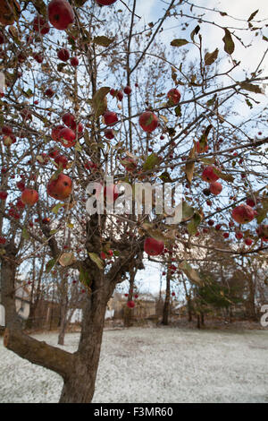 In December, unharvested red apples hang on a tree in a back yard with snow on the ground. Stock Photo