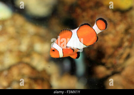 Ocellaris clownfish or Common clownfish or False percula clownfish (Amphiprion ocellaris) in Japan Stock Photo