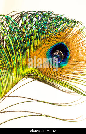 A single Peacock feather with a waterdrop at the eye. Stock Photo