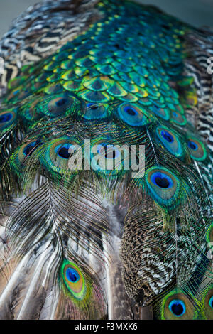 The tail plumage of a Peacock. Stock Photo