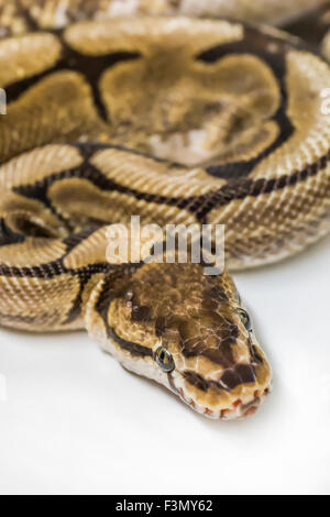 Royal Ball Python, Spider mutation, pet. Stock Photo