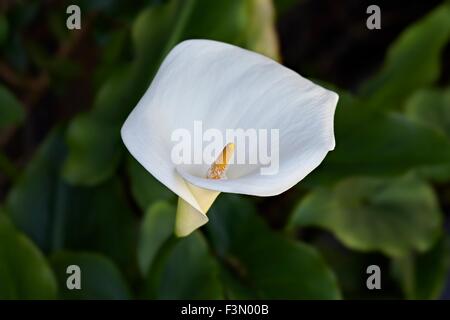 White Calla lily Zantedeschia aethiopica trumpet lilly. Zantedeschia aethiopica is a species in the family Araceae, native to southern Africa in Lesot Stock Photo