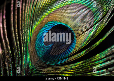 The eye of the Peacock feather, close up. Stock Photo