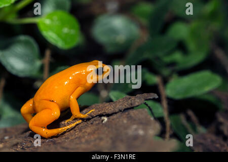 A tiny orange Poison Dart Frog, at the local zoo. Stock Photo