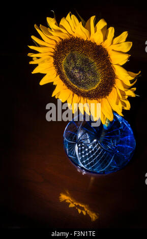 Single Sunflower in blue vase with reflection on table. Stock Photo