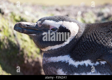 Close up of Magellanic Penguin lying on nest. Falkland Islands. Stock Photo