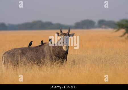 Nilgai (Blue bull) at Velavadar Black buck national park, Gujarat Stock Photo